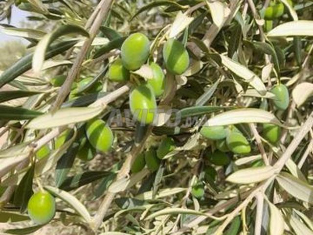 Propriété vente à Chichaoua, L'Oriental