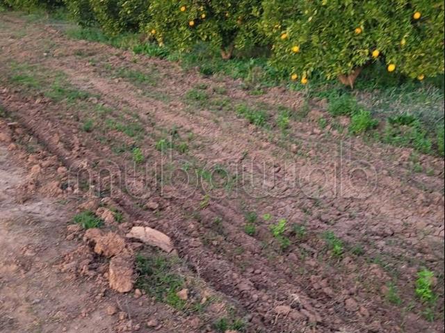 Ferme vente à Mellal
