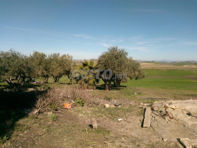 Propriété vente à Karia Ba Mohamed