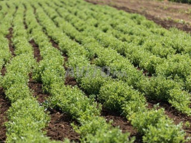 Propriété vente à Khémisset