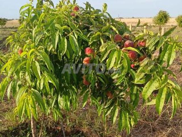 Propriété vente à Berrechid, Gharb-Chrarda-Beni Hssen