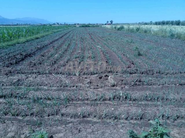 Propriété vente à Mellal