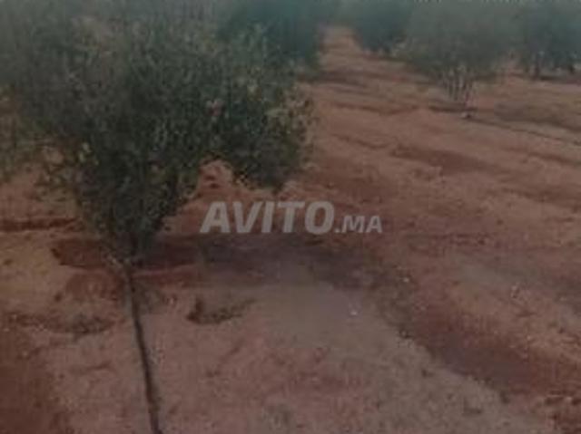 Propriété vente à Chichaoua, L'Oriental