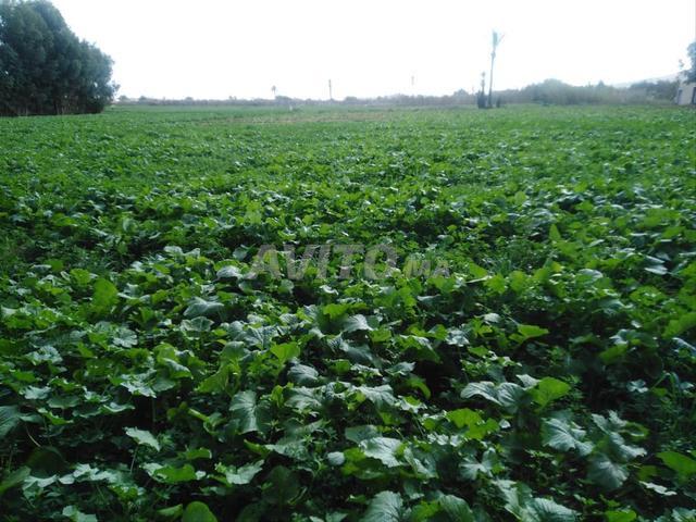 Propriété vente à Agadir Melloul, Oued ed Dahab-Lagouira