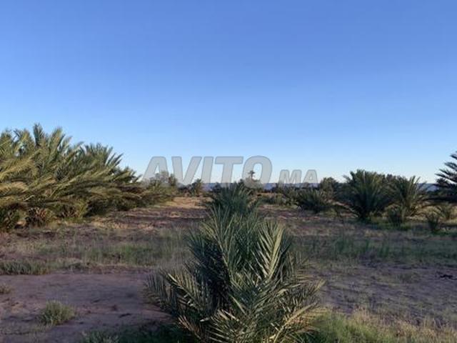 Propriété vente à Zagora