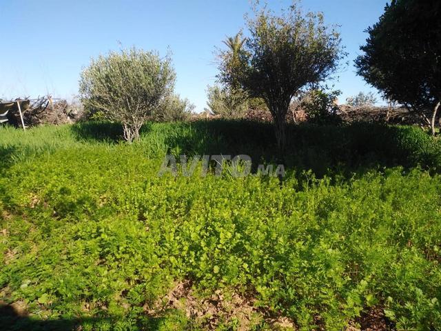 Propriété vente à Tiznit, Oued ed Dahab-Lagouira