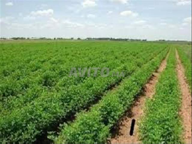 Propriété vente à Sahel Oulad H'riz, Gharb-Chrarda-Beni Hssen
