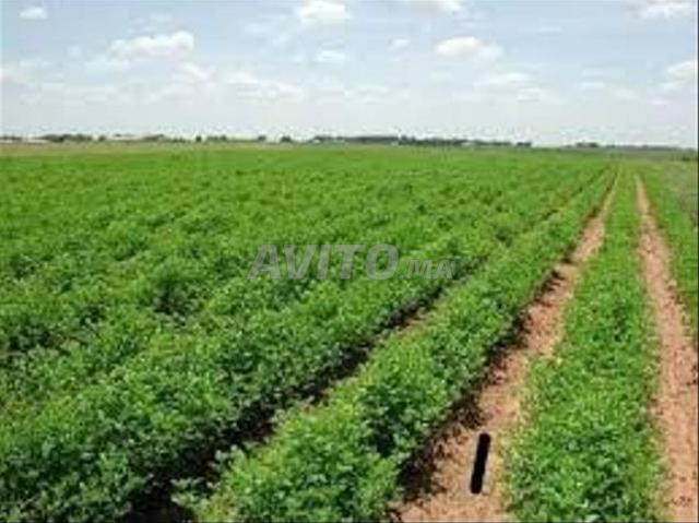 Propriété vente à Sahel Oulad H'riz, Gharb-Chrarda-Beni Hssen