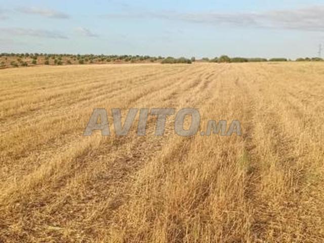 Propriété vente à Khémisset ⵅⴻⵎⵉⵙⵙⴻⵜ الخميسات, Province de Khémisset إقليم الخميسات
