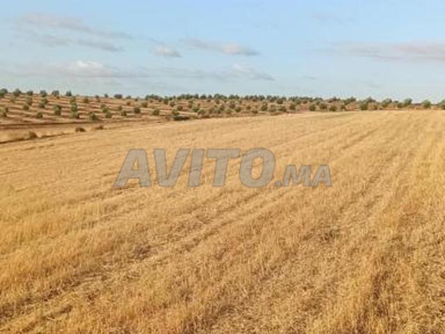 Propriété vente à Khémisset