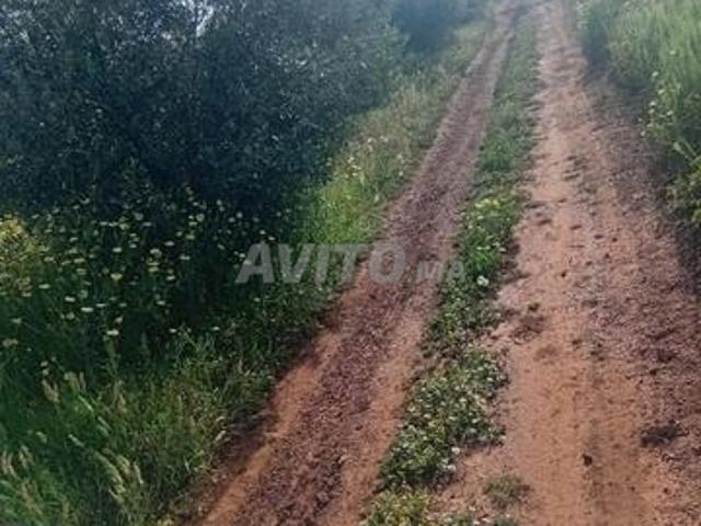 Propriété vente à Mellal