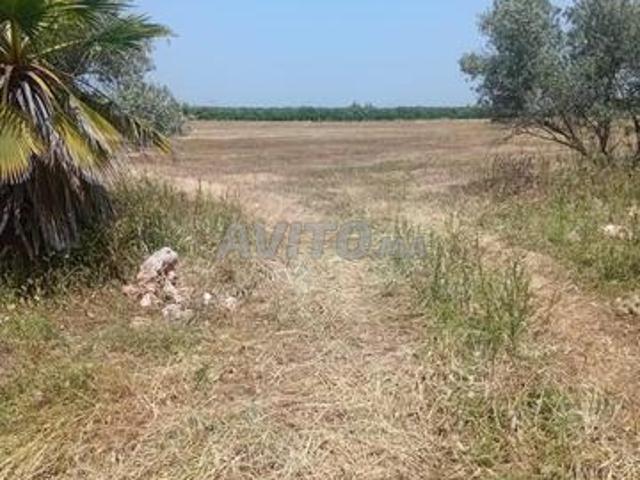 Propriété vente à Mellal