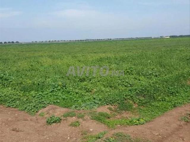 Propriété vente à Mellal