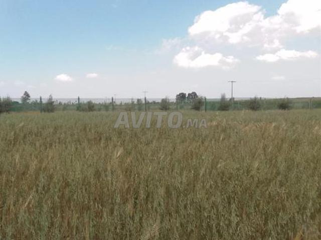 Propriété vente à Brachoua