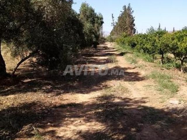 Propriété vente à Ben Slimane