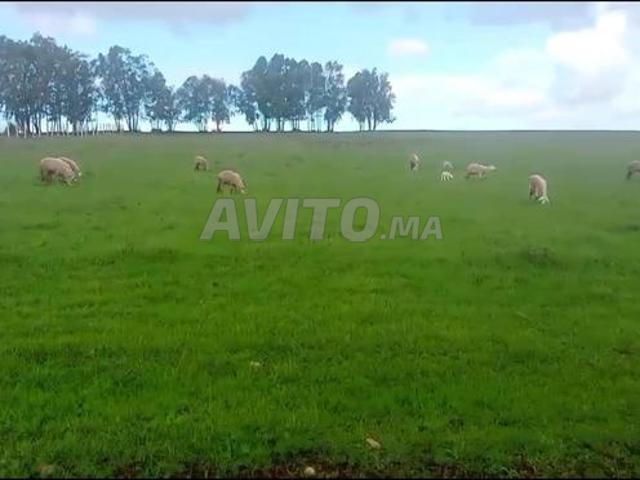 Propriété vente à El Ma, Gharb-Chrarda-Beni Hssen