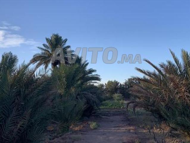 Propriété vente à Zagora