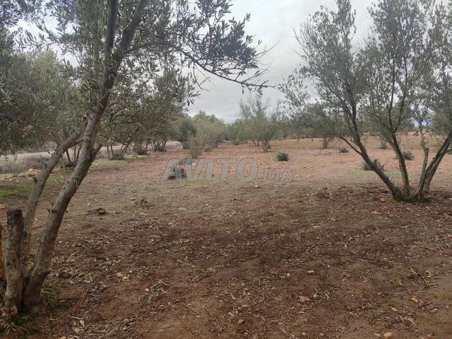 Propriété vente à Oued Zem
