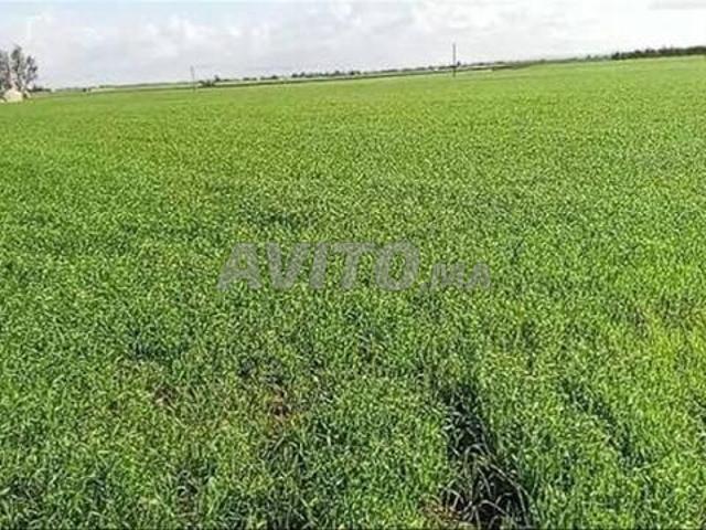 Propriété vente à Settat, Gharb-Chrarda-Beni Hssen
