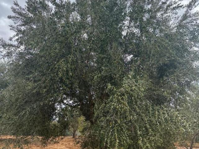 Propriété vente à Fartouna, Beni Khalled