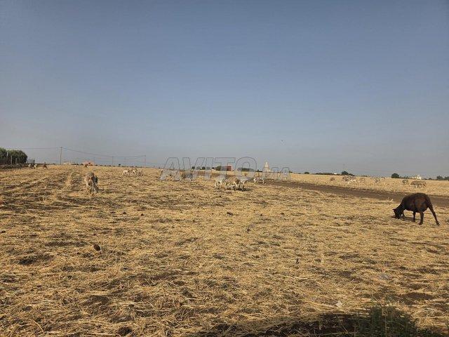 Propriété vente à Berrechid, Gharb-Chrarda-Beni Hssen