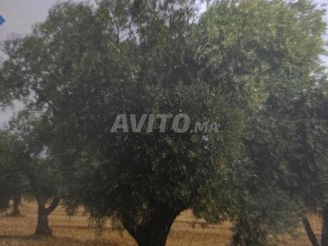 Propriété vente à Taounate