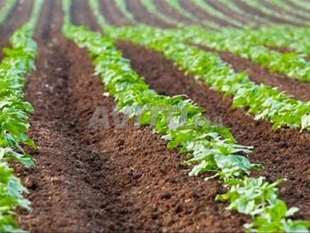 Propriété vente à Berkane بركان, Province de Berkane إقليم بركان