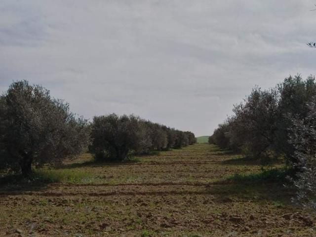 Terrain vente à Borj El Amri