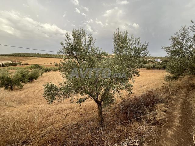 Propriété location à Ain Taoujdat