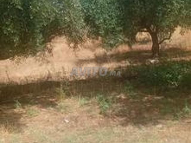 Propriété vente à Mellal