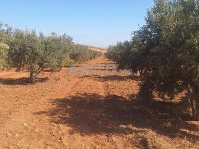 Propriété vente à Berkane