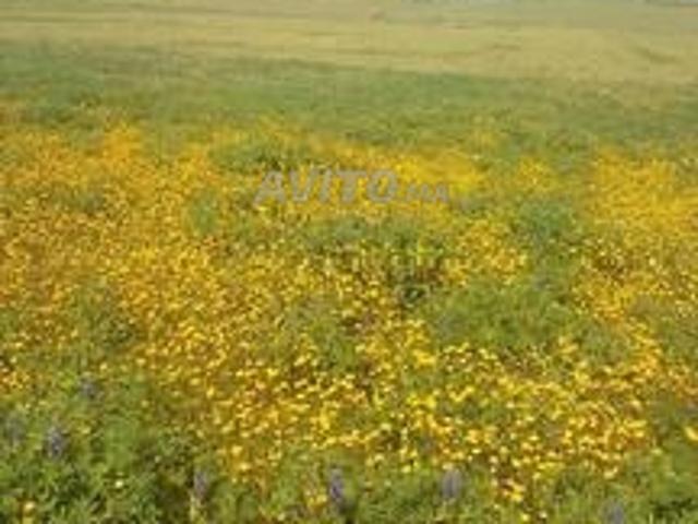 Propriété vente à pachalik d'El Jadida ⵍⵊⴰⴷⵉⴷⴰ الجديدة, Province d'El Jadida إقليم الجديدة