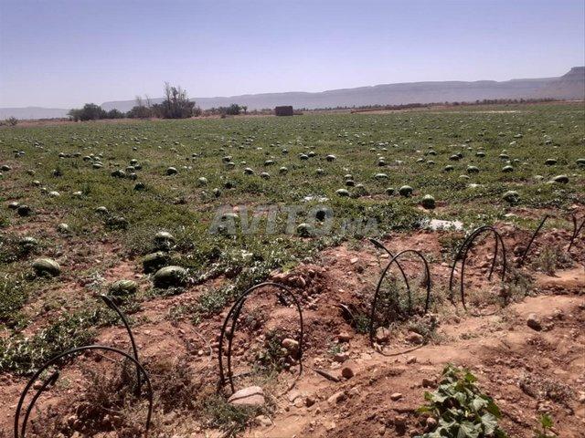 Propriété location à Zagora