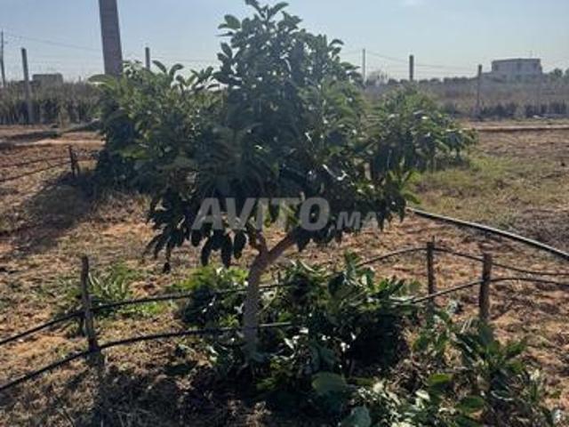 Propriété vente à Sidi Allal El Bahraoui