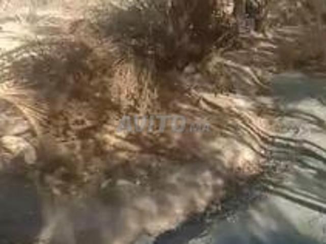 Propriété vente à Chichaoua, L'Oriental