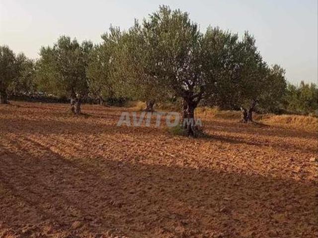 Propriété vente à Oulad Tayeb