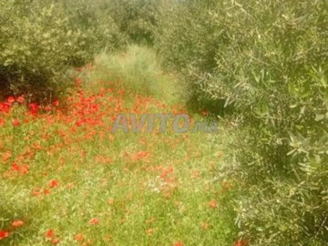 Propriété vente à Ifrane