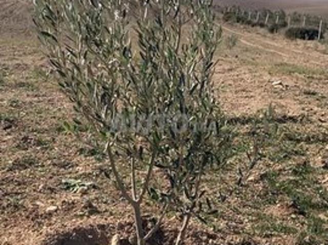 Propriété location à Khémisset