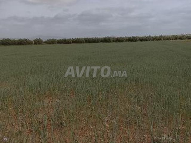 Propriété vente à Ben Slimane