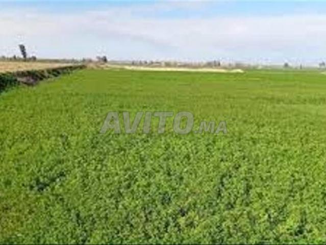 Propriété vente à Settat, Gharb-Chrarda-Beni Hssen