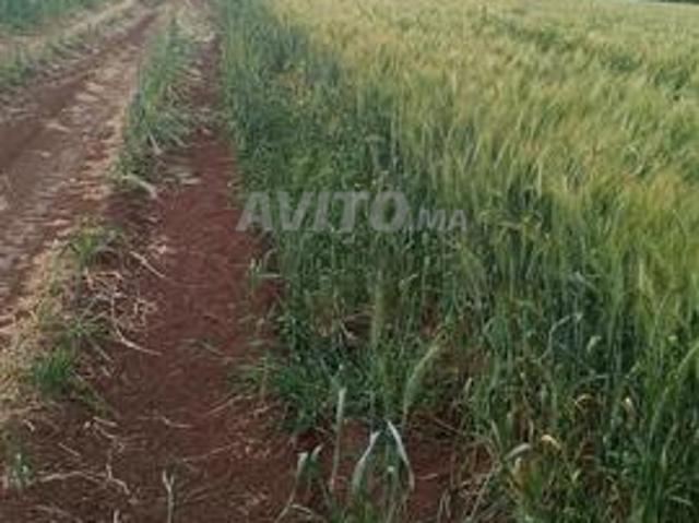 Propriété vente à Sidi El Aïdi, Gharb-Chrarda-Beni Hssen