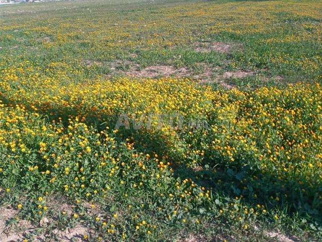 Propriété vente à El Ma, Gharb-Chrarda-Beni Hssen