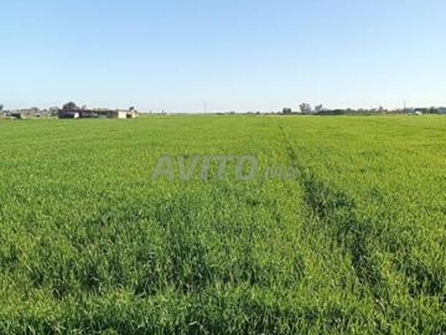 Propriété vente à El Ma, Gharb-Chrarda-Beni Hssen