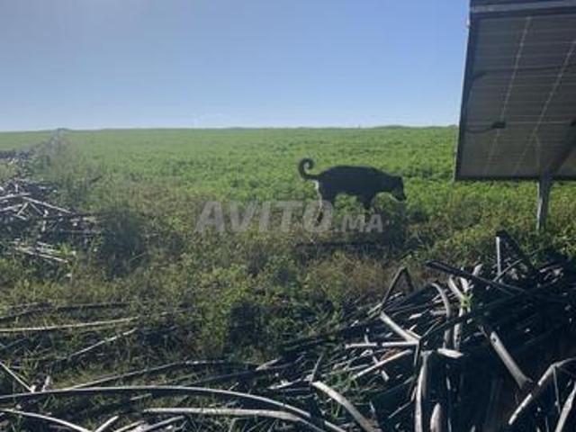 Propriété vente à El Ma, Gharb-Chrarda-Beni Hssen