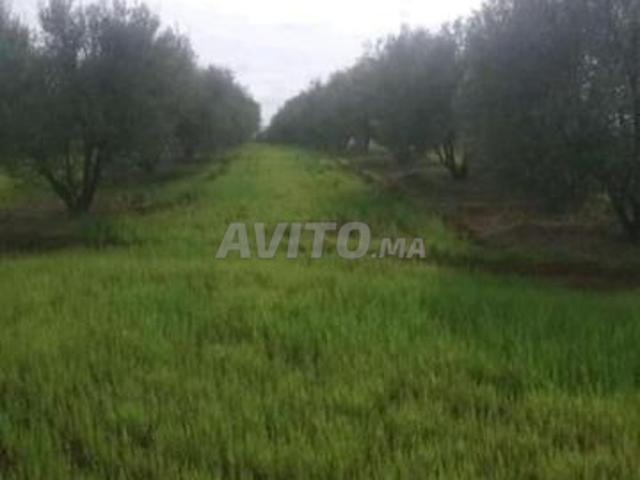 Propriété vente à Meknès