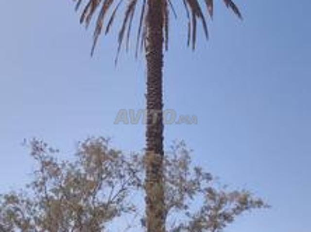 Propriété vente à Oued ed Dahab-Lagouira
