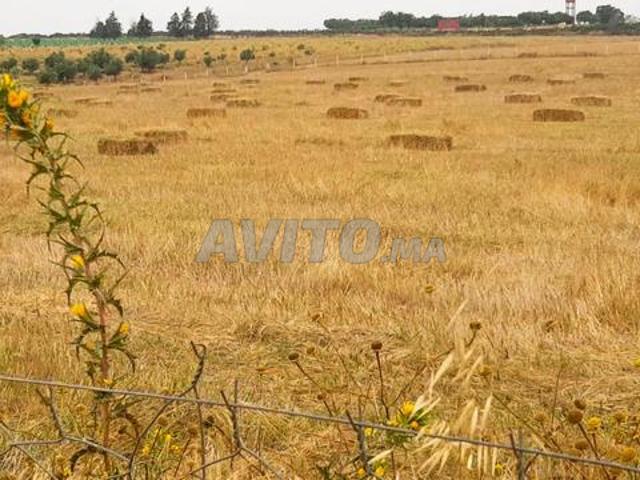 Propriété vente à Sidi Allal El Bahraoui