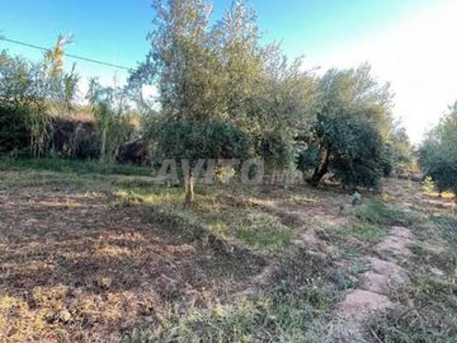 Propriété vente à Ouarzazate