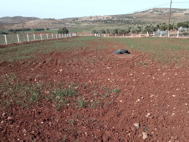 Terrain vente à Séfrou