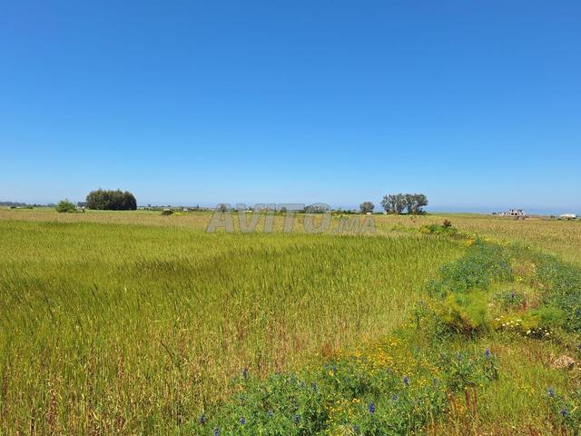 Propriété vente à El Ma, Gharb-Chrarda-Beni Hssen